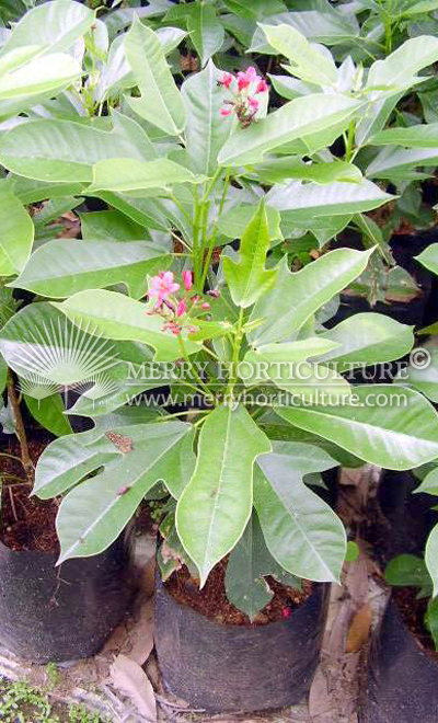 Jatropha Thai Red